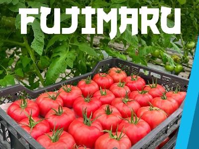 Fujimaru Fujimaru